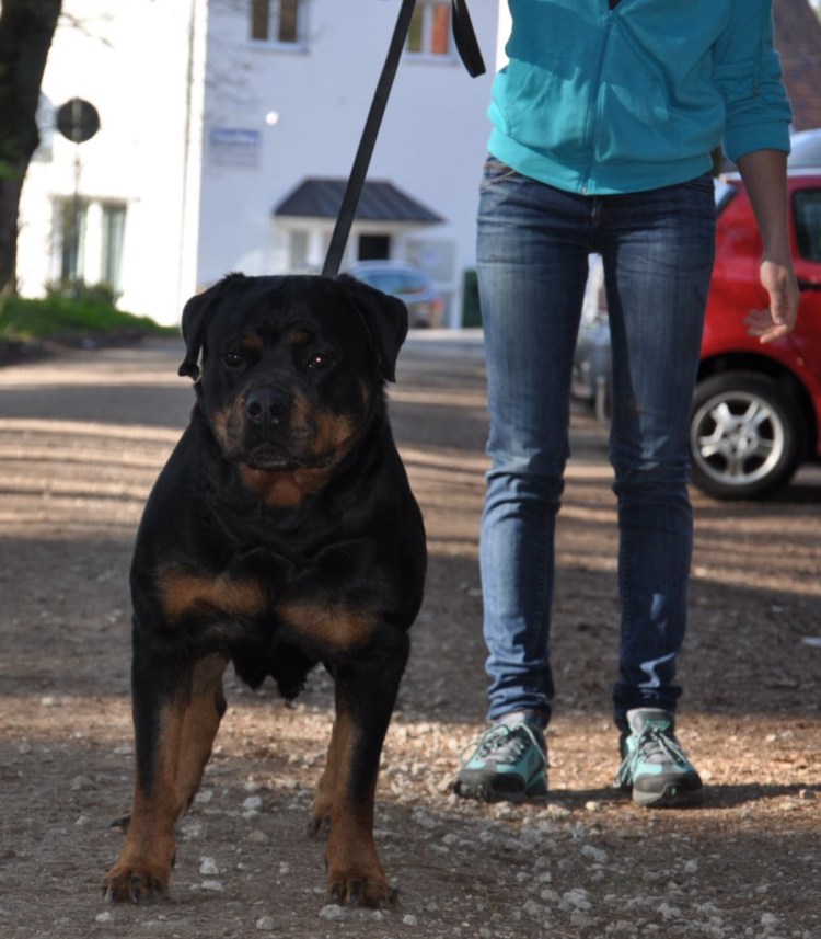 Собака снова человек