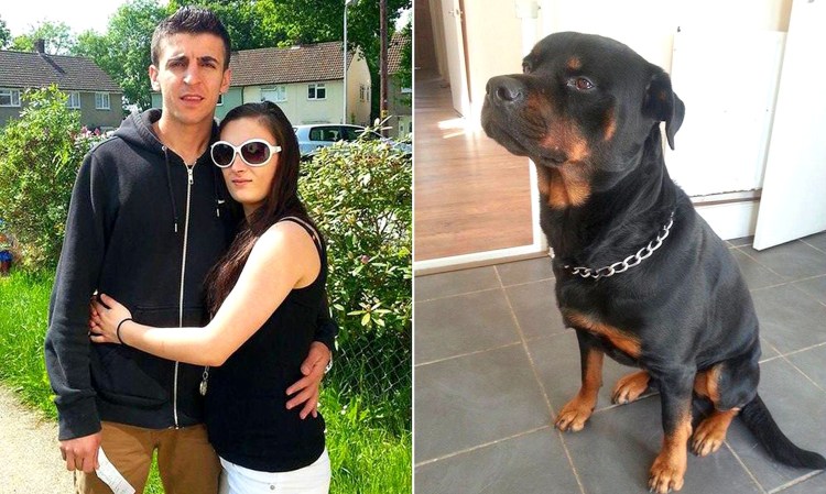 Ротвейлер защита