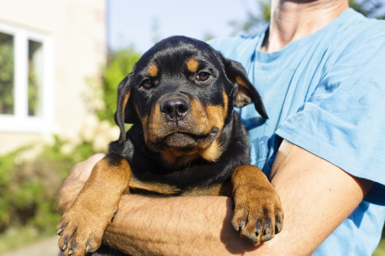 Собаки герои