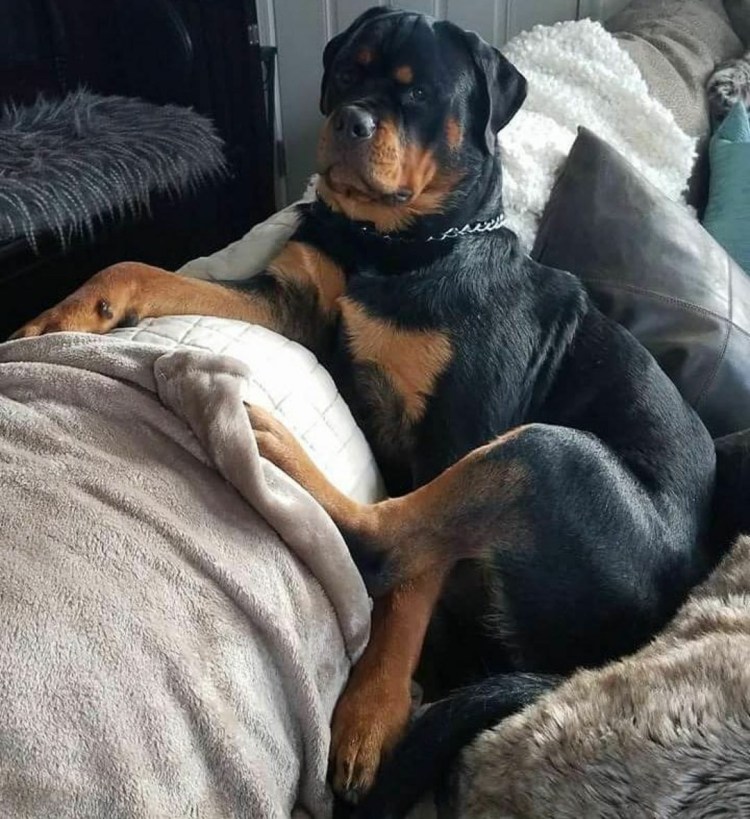 Ротвейлер в одежде