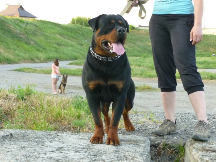 Ротвейлер служебная собака