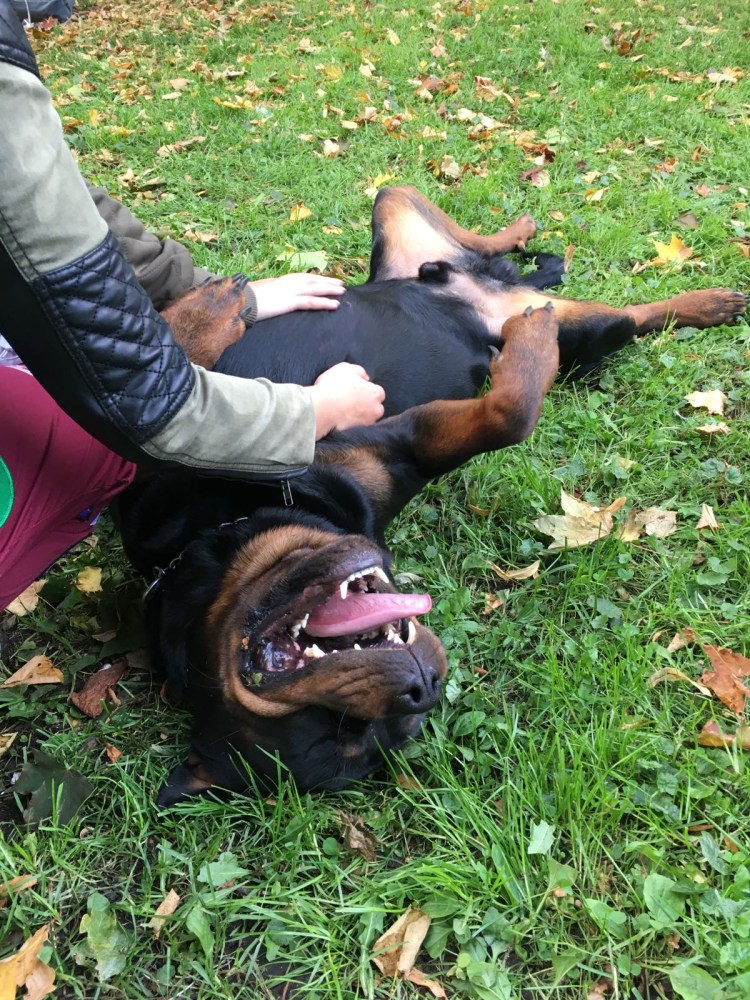 Ротвейлер с человеком