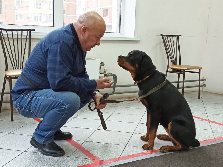 Фотосессия с ротвейлером Москва для фотосессии