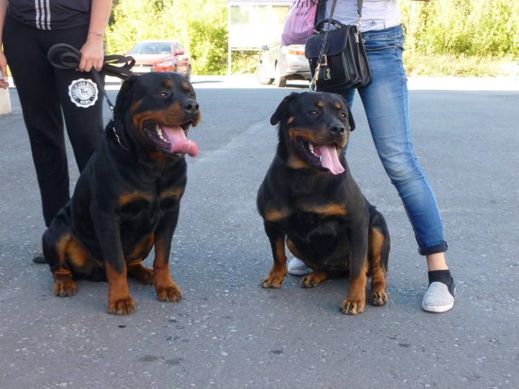 Дрессировка щенка ротвейлера кинологом зима