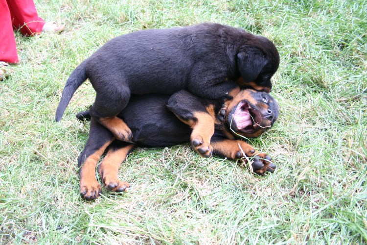 Зад ротвейлера