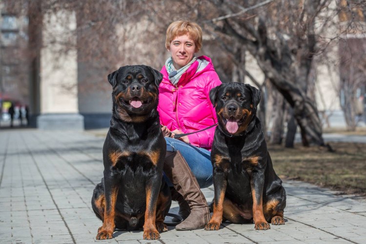 Ротвейлер Оберлауф