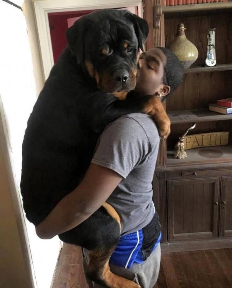 Парень с ротвейлером