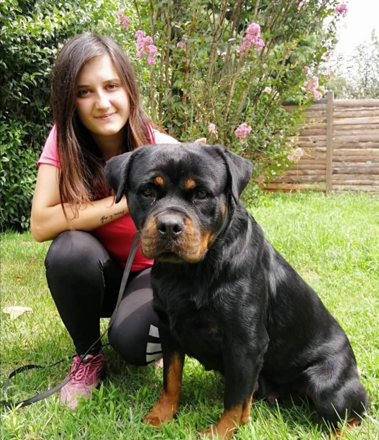 Ротвейлер с хозяином