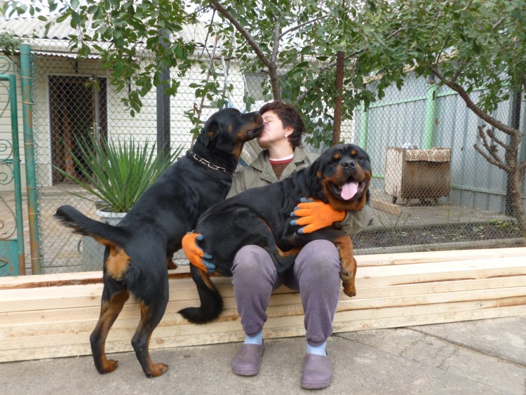 Ротвейлер Оберлауф Нирвана