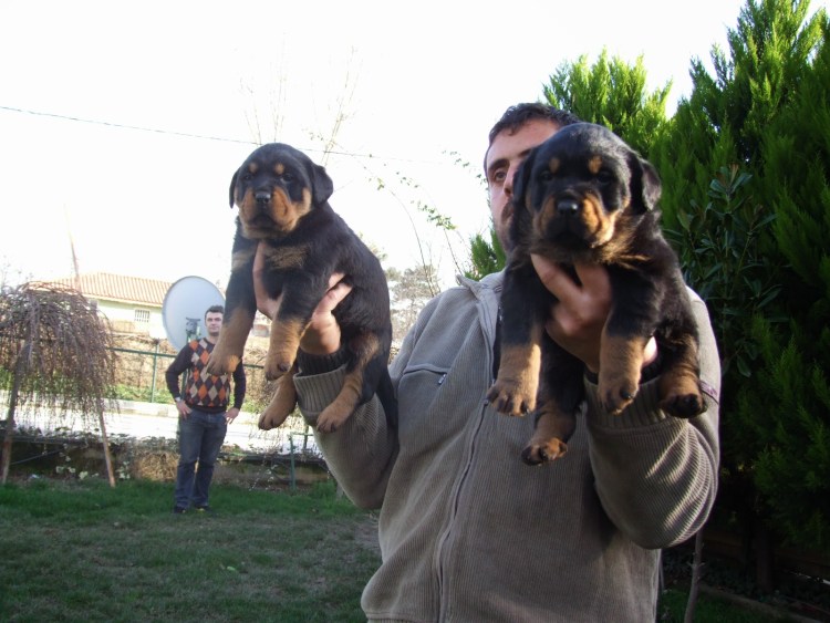 Ротвейлер ЗКС