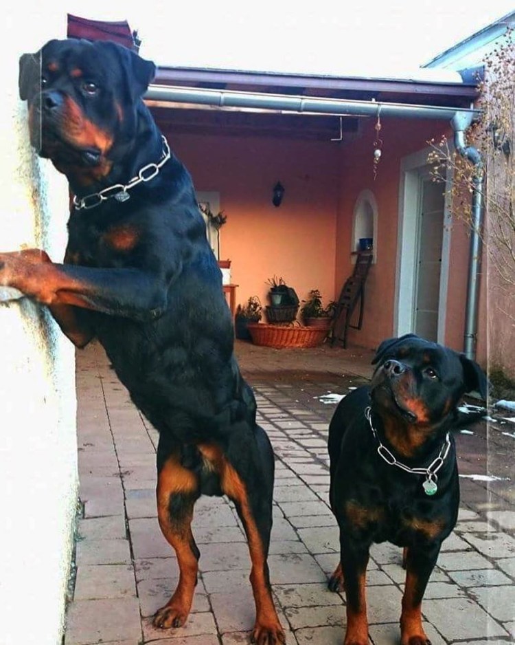 Дэвид ротвейлер