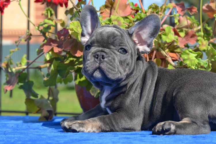 Голубые и лиловые французские бульдоги