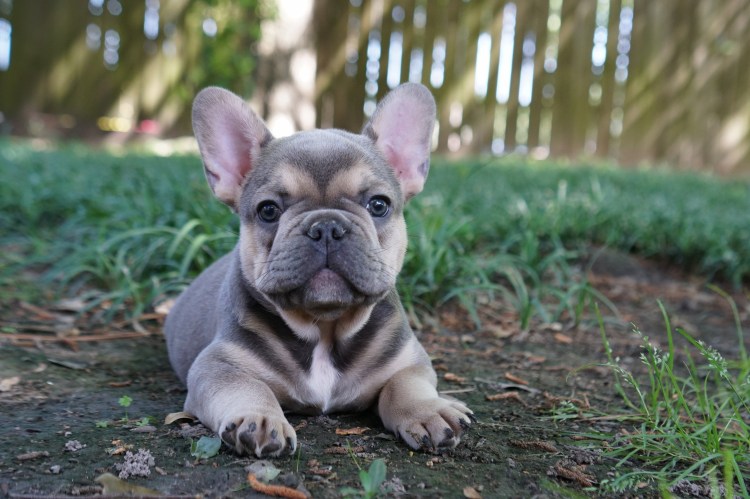 Голубой Мерль бульдог
