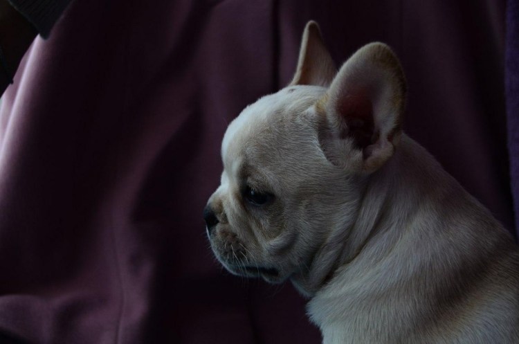 Голубой Лилак французский бульдог
