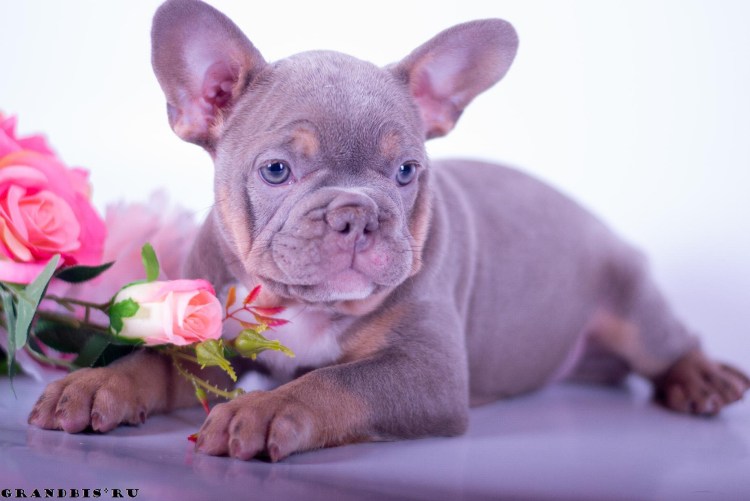 Подпалый французский бульдог
