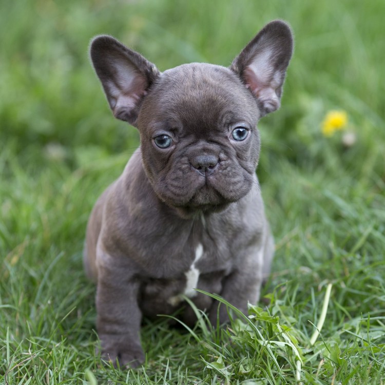 Лиловый Мерле французский бульдог