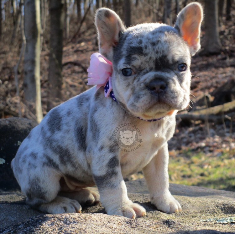 Французский бульдог Лилак