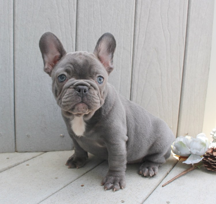 Французский бульдог окрас Изабелла