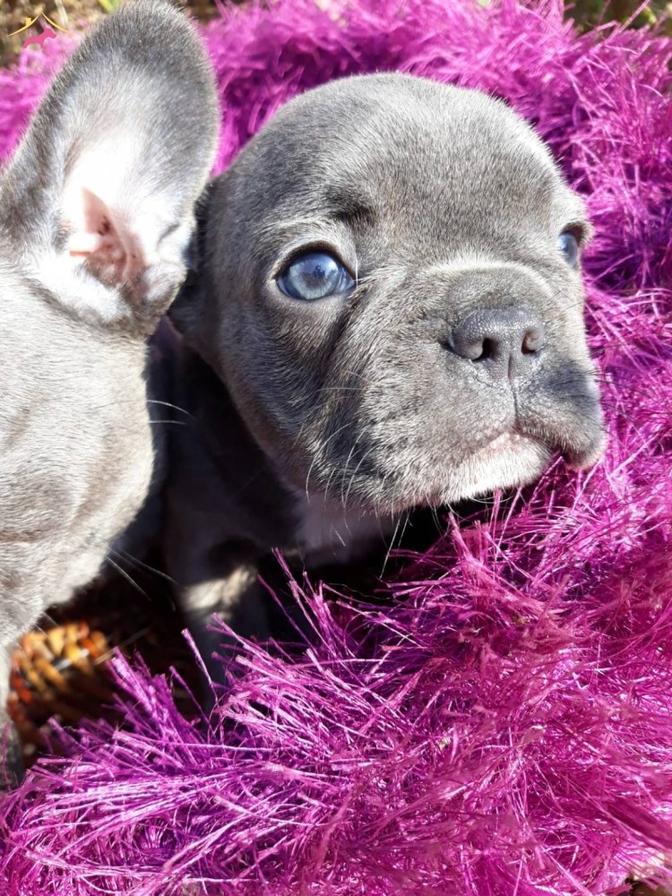 Голубо подпалый французский бульдог