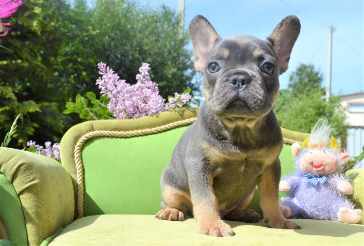 Лилак фавн французский бульдог
