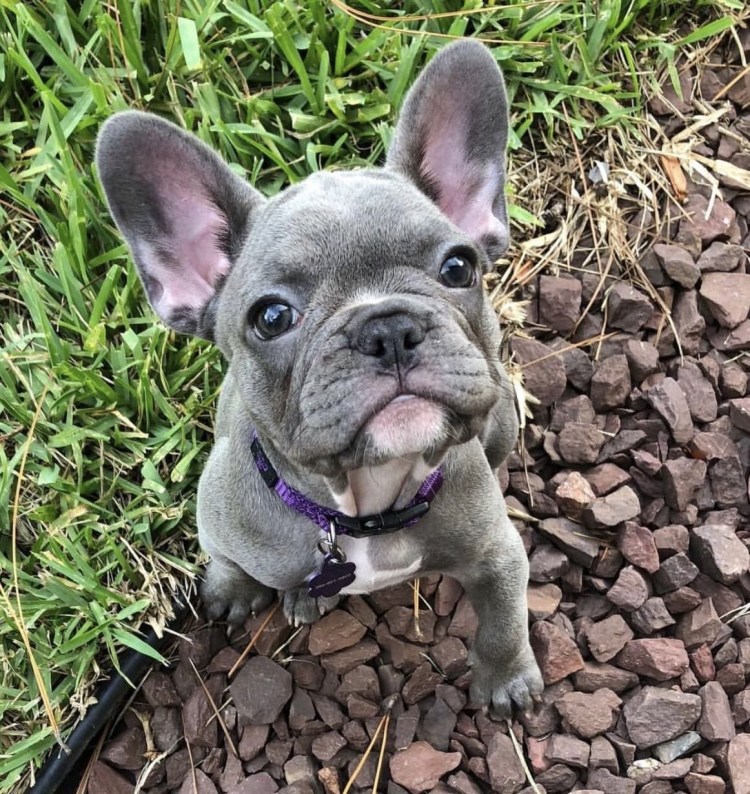 Французский бульдог изабелловый окрас