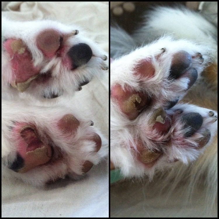 Межпальцевый стафилококк у собак