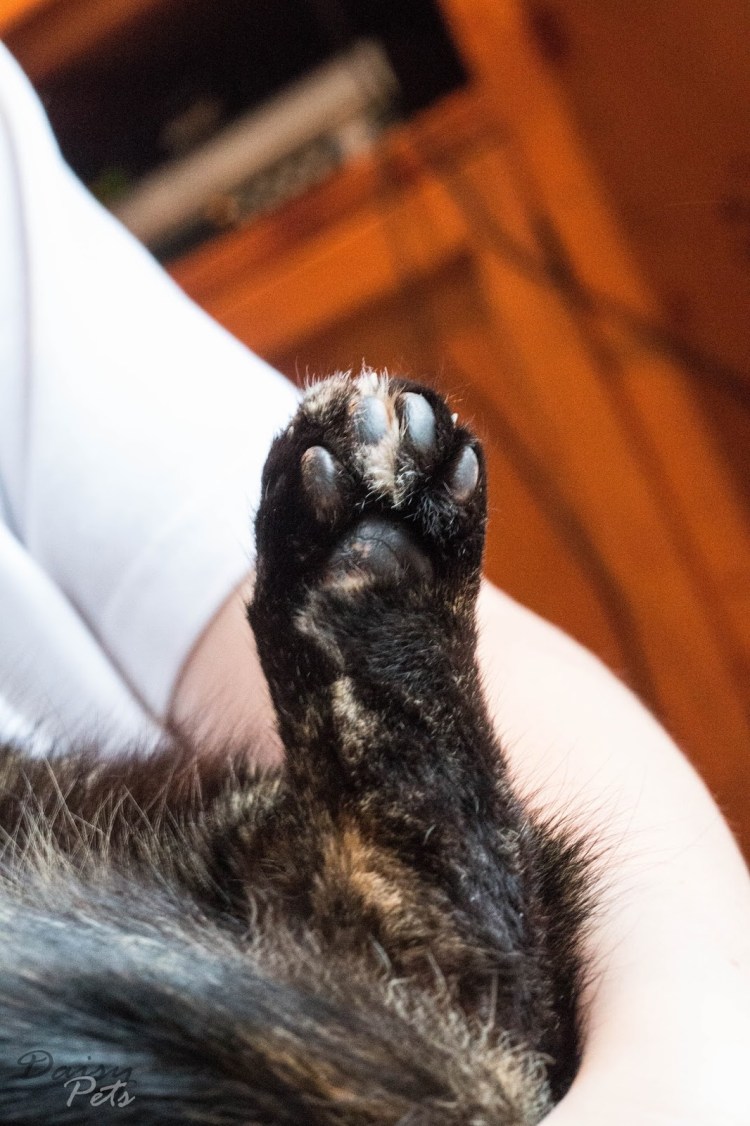 Межпальцевая киста у собак