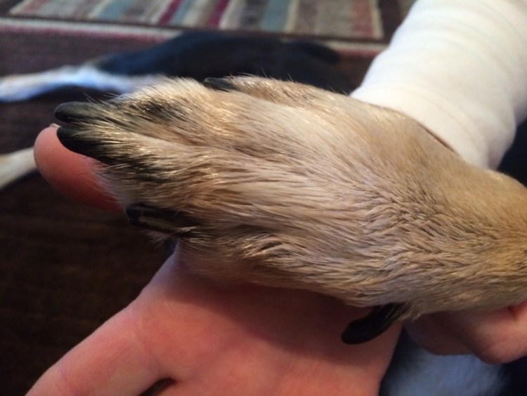 Лапа собаки