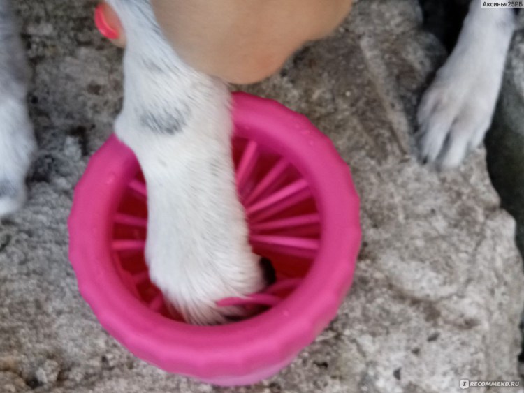 Собачья лапа