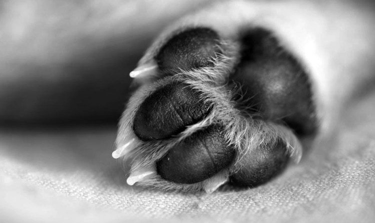 Собака с перебинтованной лапой