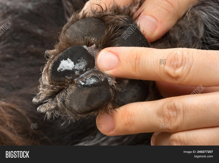 Прибылые пальцы на задних лапах