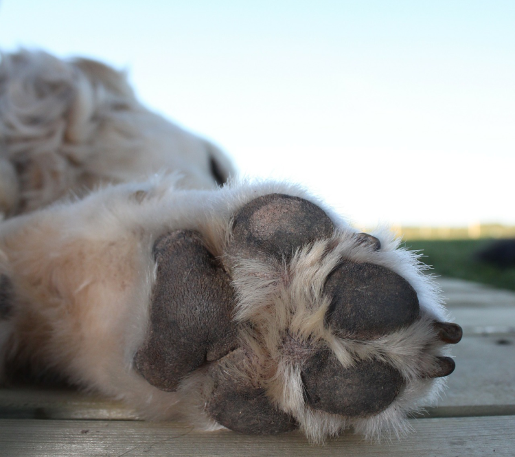 Чешуйки на лапах собаки