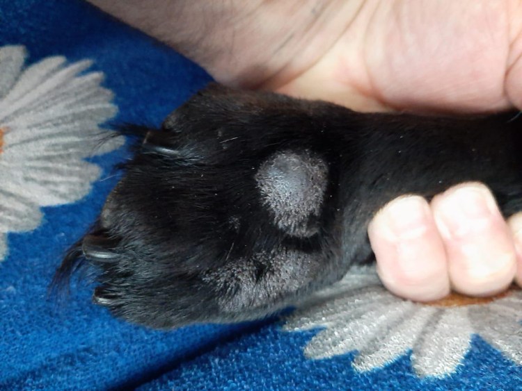 Собачьи лапки подушечки