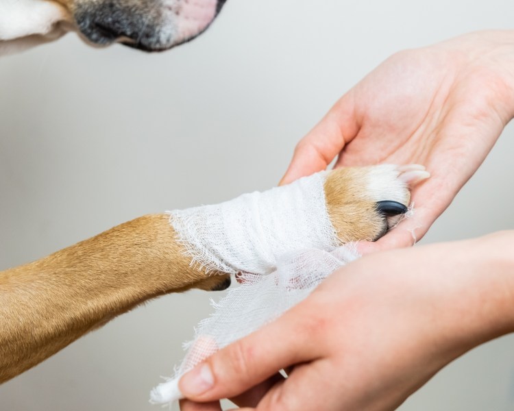 Пятнистые подушечки лап