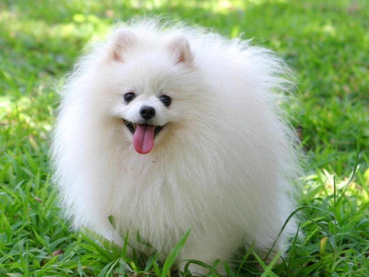 Шпицпу Оливер