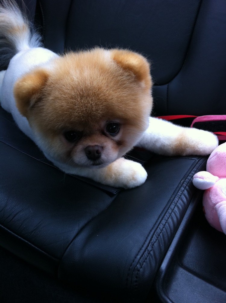 Померанский шпиц jiffpom