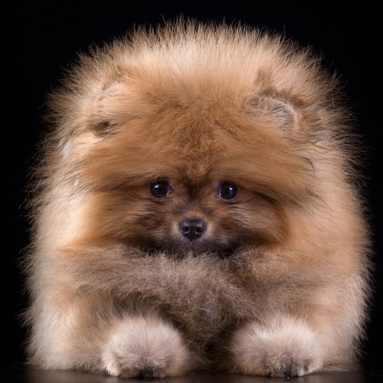 Карликовый шпиц БОО