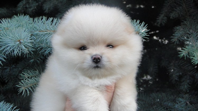 Порода собак шпиц мишка