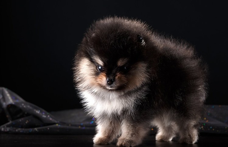 Померанский шпиц