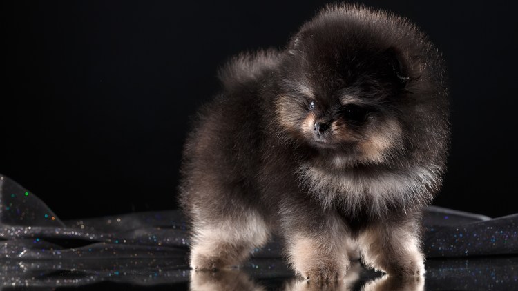 Собака померанский шпиц белый