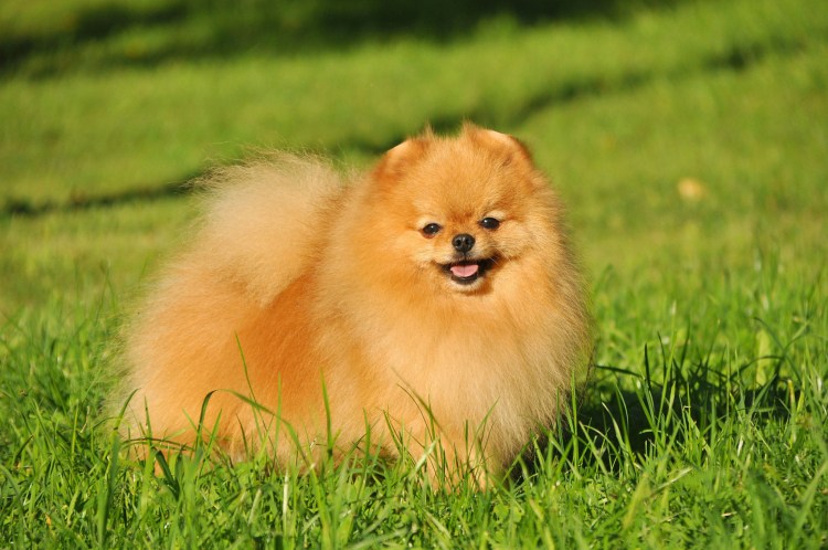 Шпицпу Оливер