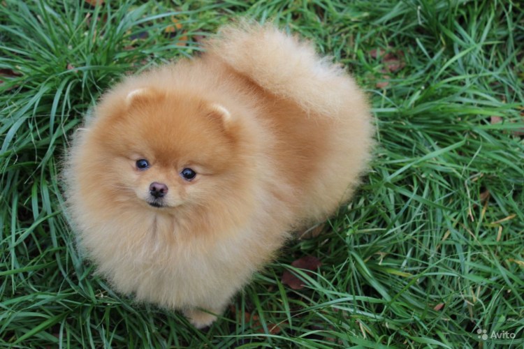 Померанский шпиц Boo