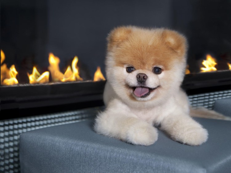 Померанский шпиц Пуппи