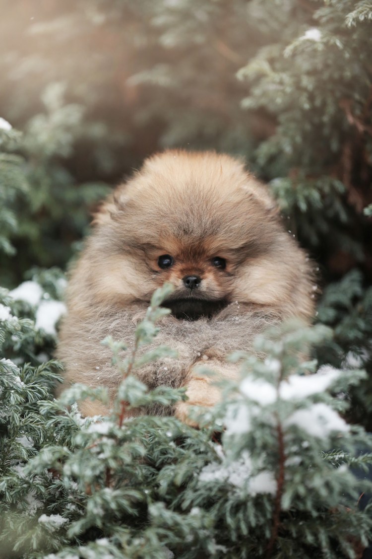 Чистокровный померанский шпиц
