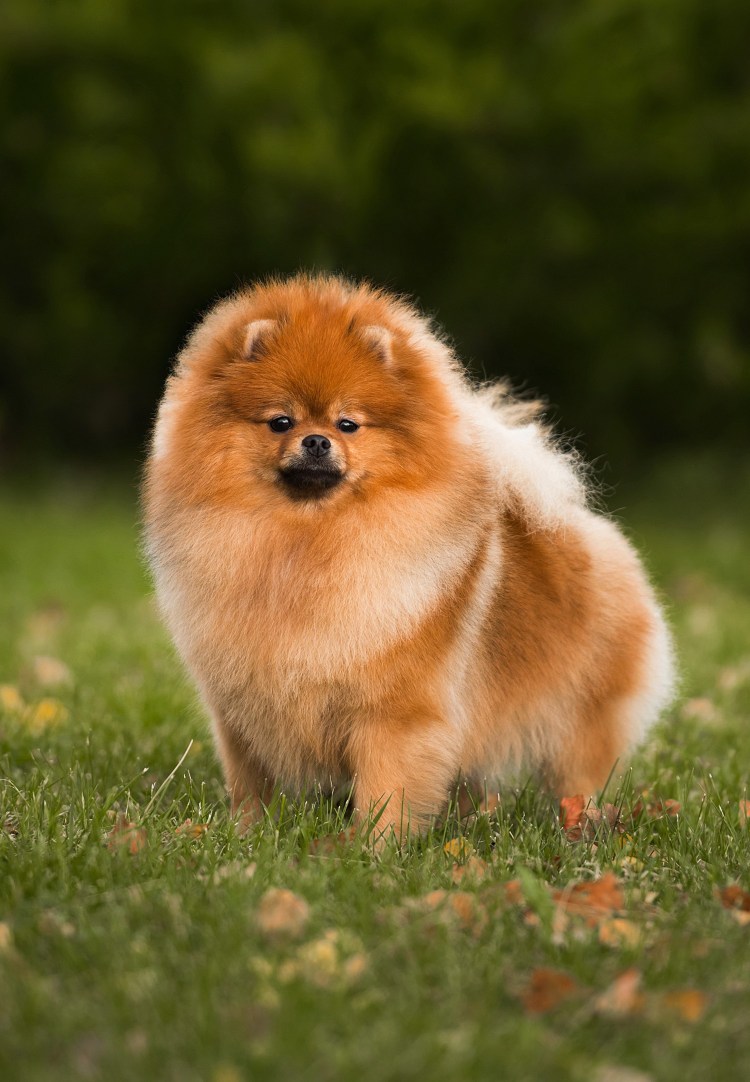 Шпиц терьер короткошерстный