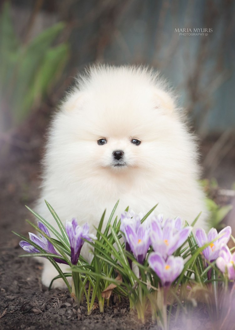 Ирландский шпиц