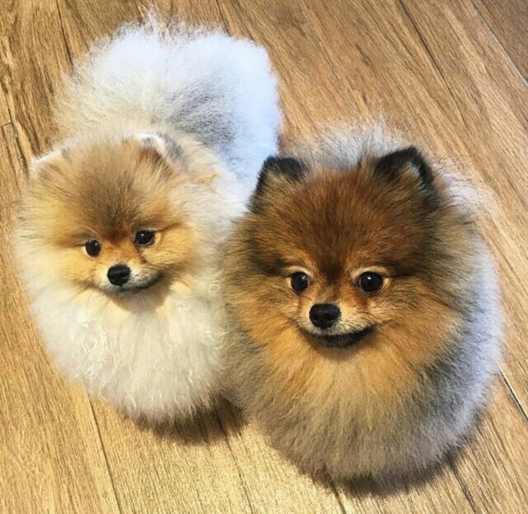 Bobo померанский шпиц