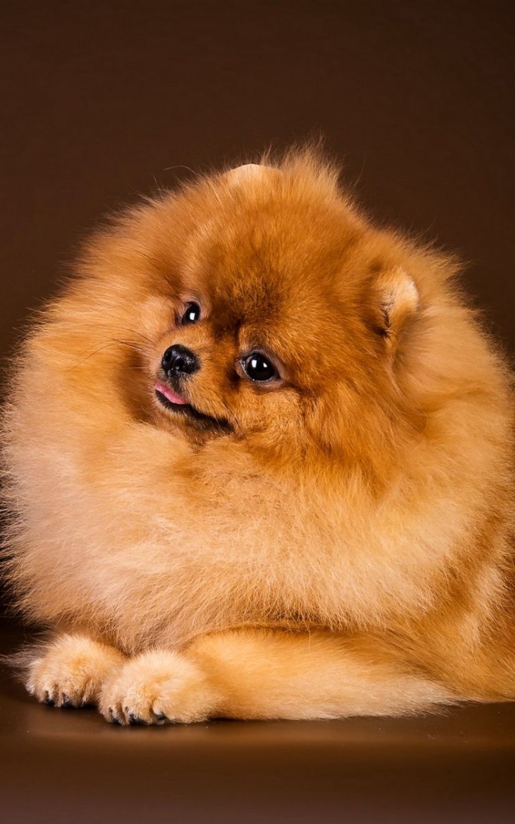 Померанский шпиц