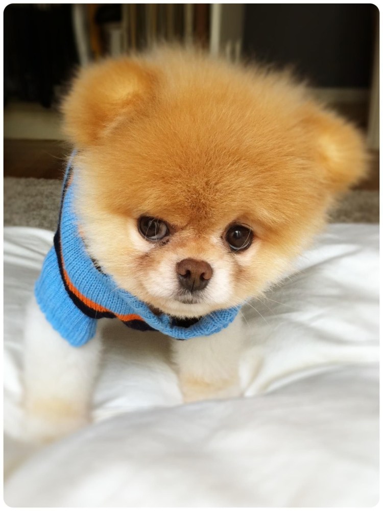 Шпиц померанский карликовый нестриженный