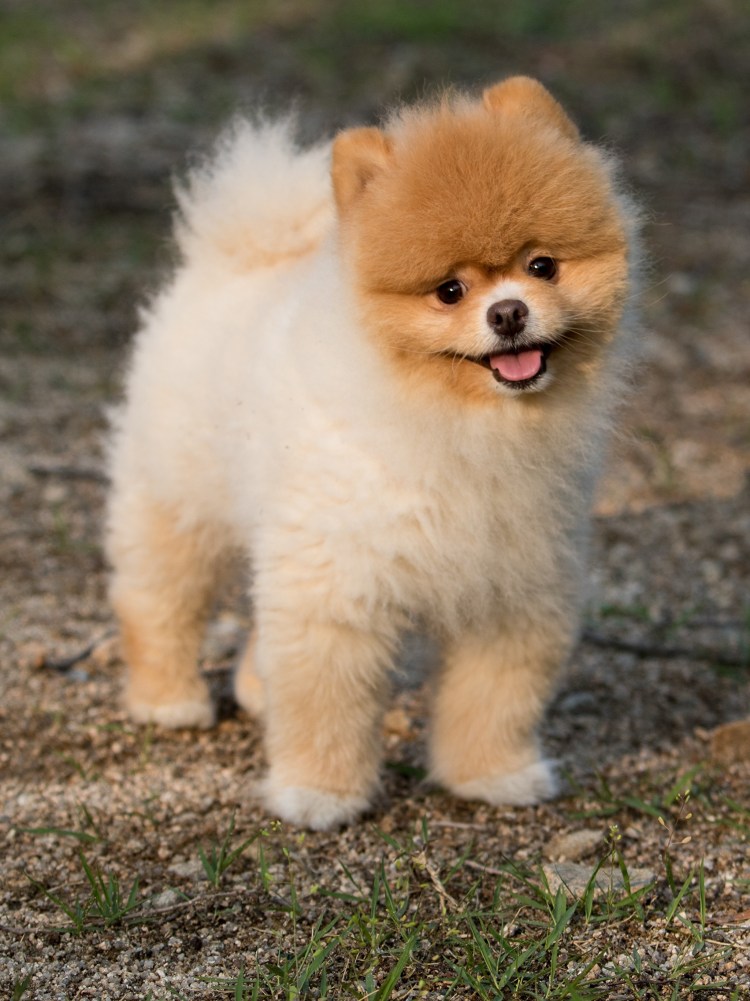 Померанский Пуппи